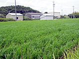 ヤマグチ農園